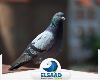 شركة تركيب طارد حمام في دبي