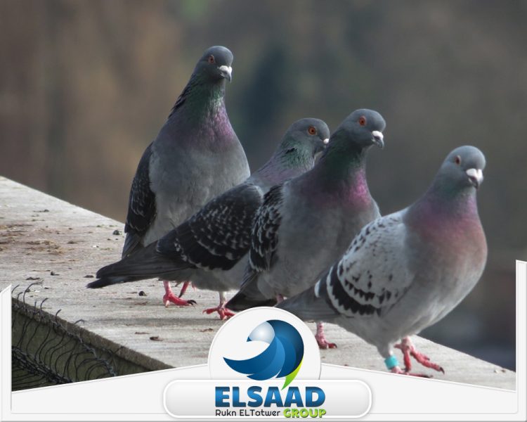 شركة تركيب أجهزة صوتية لطرد الطيور في العين