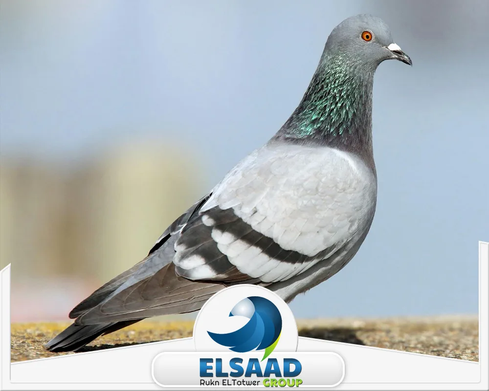 شركة تركيب طارد حمام في دبي