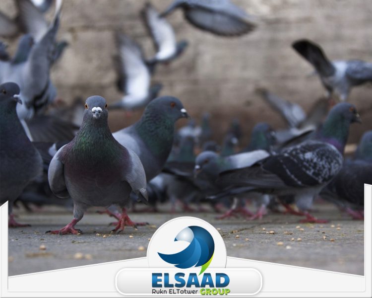 شركة تركيب طارد حمام في أبوظبي