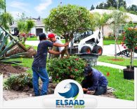 شركة زرع نخيل وأشجار في العين